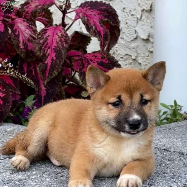 Ace, Shiba Inu Puppy